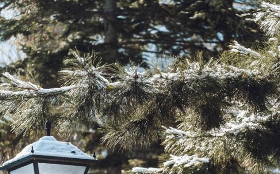 小雪时节养生有道，如何科学冬藏