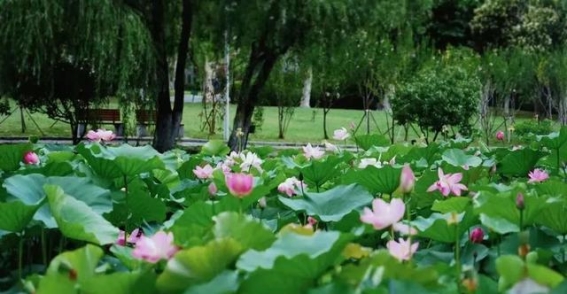 微度假：大宁公园的露营与露天电影新体验