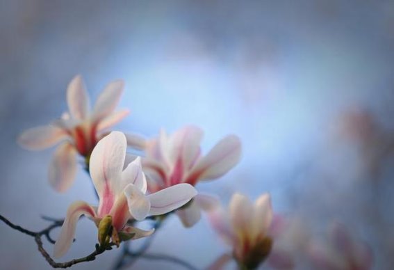 趵突泉的春天：泉水与诗意的交响