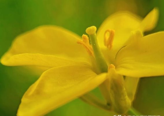 手机摄影：微距镜头下油菜花的细腻之美，掌握这五个技巧拍出惊艳效果