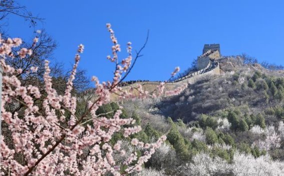 春到八达岭，山花如诗如画