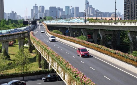 杭州高架月季盛放：车行花廊，感受浪漫春光