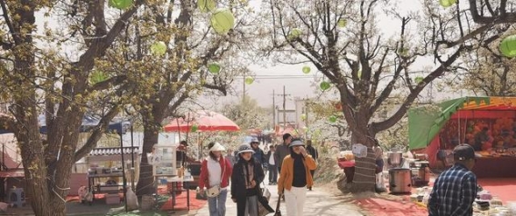 梨花如雪，春日邀约：乐都百年梨树竞相绽放，春光与游客共舞