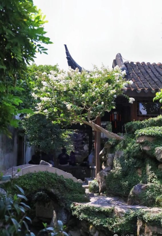 夏日尾声，苏州园林紫薇花的绚烂余晖