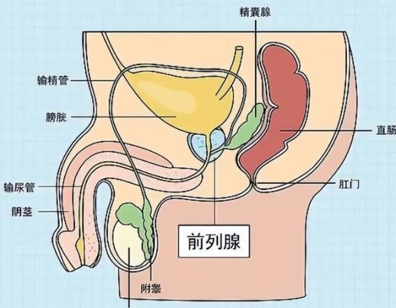 前列腺增生与脾胃的微妙联系：从中医整体观看健康调理