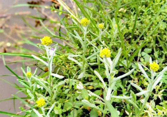 清明时节三草养生，春季保健自然食疗