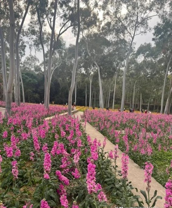厦门忠仑公园樱花大道，藏在城市中的花海秘境