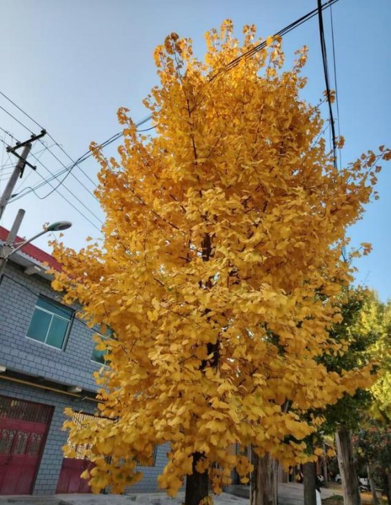 金秋银杏的美丽与人生的启示