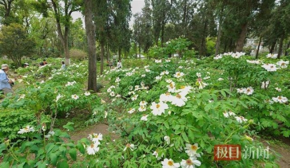 牡丹春光，花海盛放