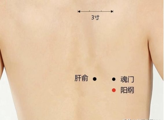 阳纲穴：疏肝胆、调肠胃的侧腰调理穴