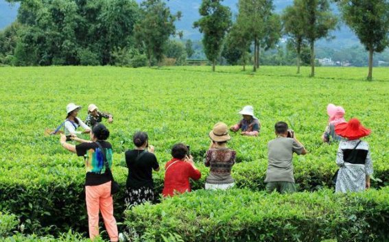 一条农旅融合路，如何让临沧小山村迎来山外客