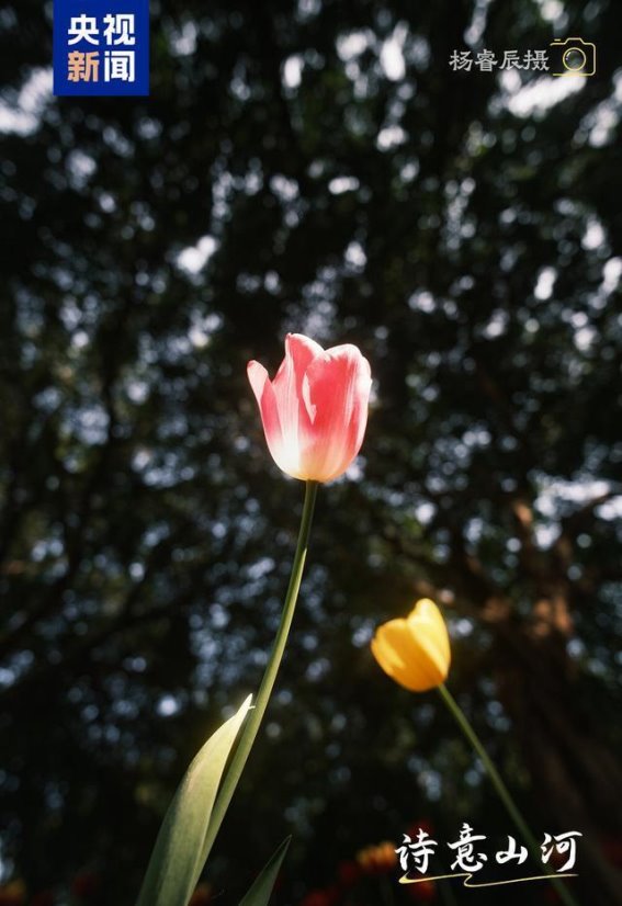 春日花海的秘密：摄影师教你8个拍花小技巧