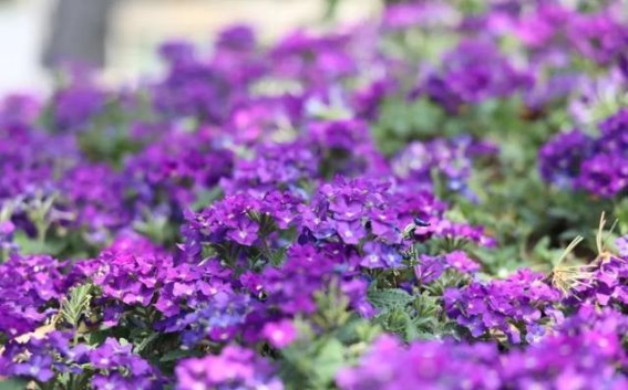 四月春风，瀍河的花海与生态新颜