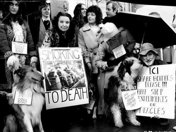 吸烟的背后真相：英国烟草公司48只狗实验的血淋淋教训