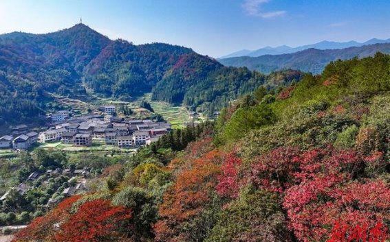 初冬的色彩之歌——烂阳村的山林变奏