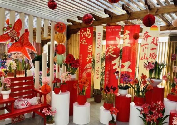 丰台新年花展盛开朱顶红，领略冬日花卉的魅力