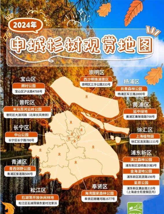 冬日杉树，水上森林的季节变奏