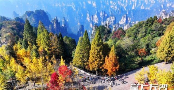 张家界天子山的秋日盛宴，邀您共赏色彩斑斓的自然奇观