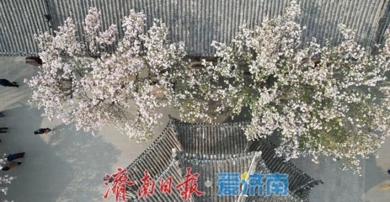 大明湖历下亭海棠花迎春盛放，游客纷至沓来