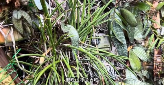 耐心等待的花开：五年终见夜夫人花
