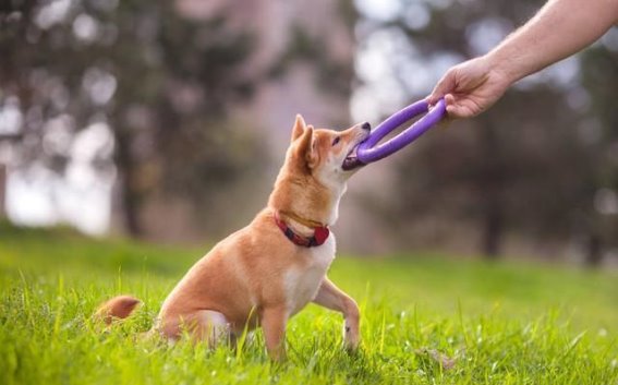 爱与责任的平衡：养狗的生活态度
