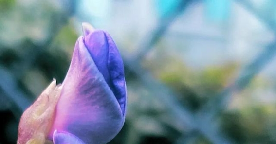 《城市绿洲的惊艳之花——豆角花的梦幻魅力》