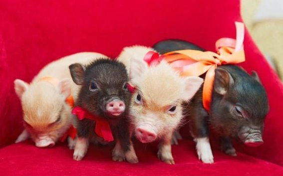 宠物与人类关系：适度亲密而非过度人格化