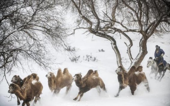 冰雪骆驼走T台——正蓝旗骆驼选美大赛即将开启
