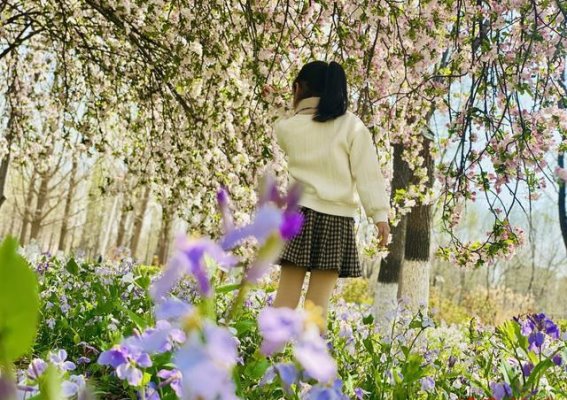 淄博春日的花海浪漫