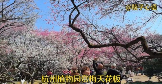 春日探梅之灵峰，杭州梅花的最佳去处