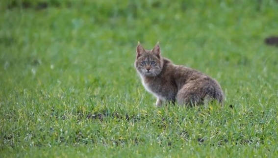 九寨沟的荒漠猫：高山中的隐秘猎手