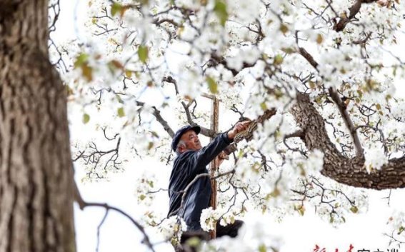 皋兰：梨花与黄河的千年传奇