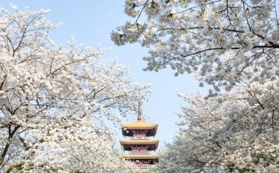 梅花与樱花：武汉的花卉文化争艳