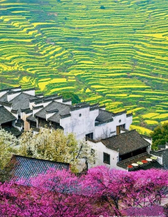 婺源油菜花海，春天的水墨画