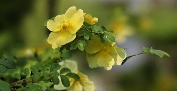 东湖春色：黄刺玫瑰点亮春光