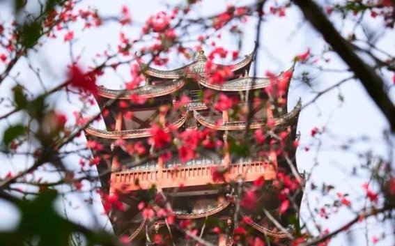 在锦江，邂逅春日的诗意与活力