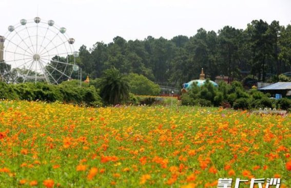 邂逅硫华菊的浪漫，尽在省植物园的花海