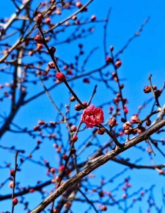 北京冬日风情，梅花与冰雪季等你来体验