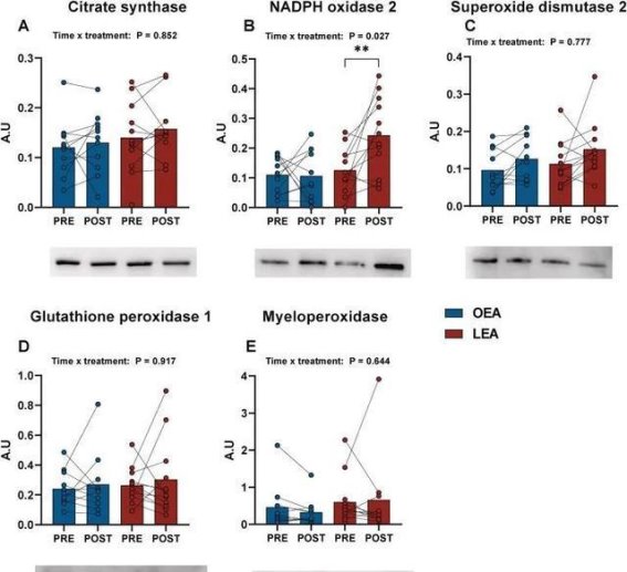运动和饮食不当或导致免疫系统损害及运动表现下降