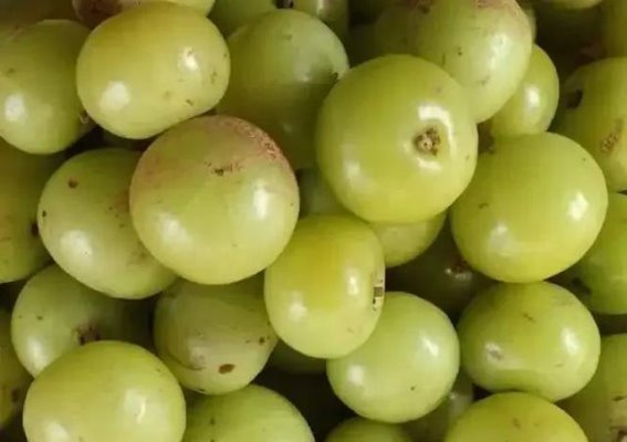 藏在身边的止咳猛将，不是雪梨而是它，润肺止咳