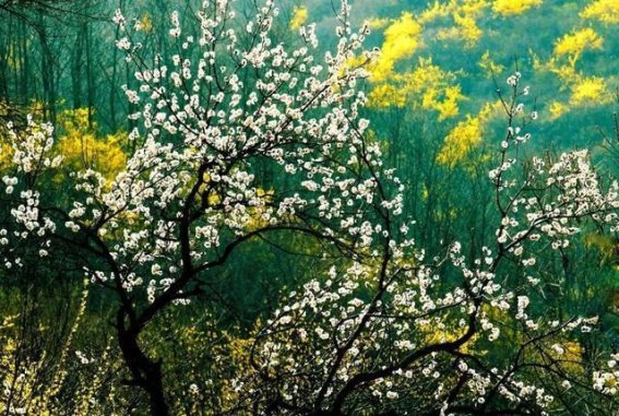 云台山春光明媚，花开满山等你来