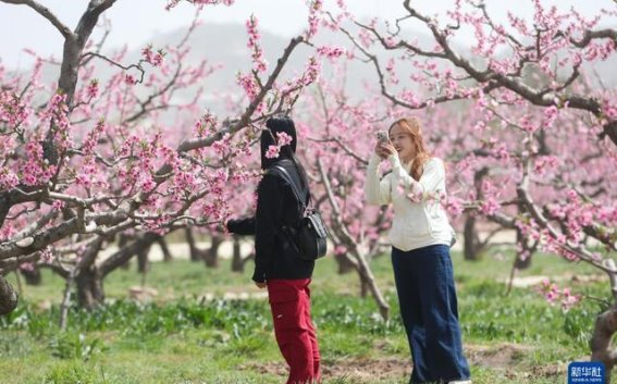 兰州桃花会：春意盎然，美景如画