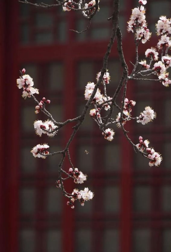 郑州隋河宋肆的杏花与陶瓷：在春日里感悟历史与自然