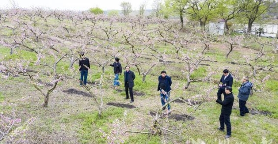 春风印山醉桃源——嘉鱼康丰源的乡村振兴之旅