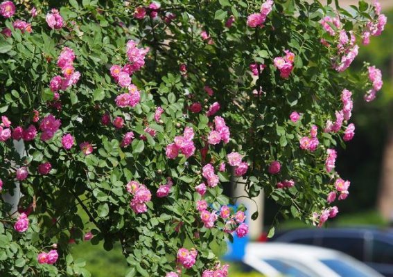 蔷薇如瀑，春意正浓，济南街头上演一场迟来的浪漫