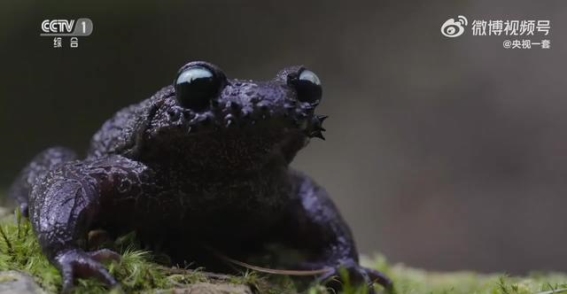 探索哀牢山的生物多样性：科技助力自然保护新篇章