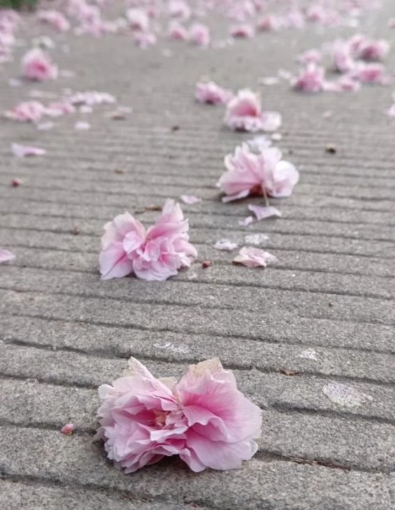 武大牡丹园：春日里的花开富贵