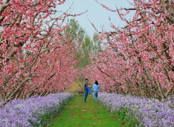 踏春寻花，赴一场桃花之约
