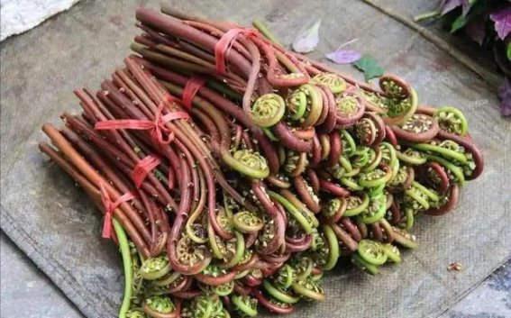 这些野菜看似健康，却可能悄悄伤害肝脏，食用时需谨慎